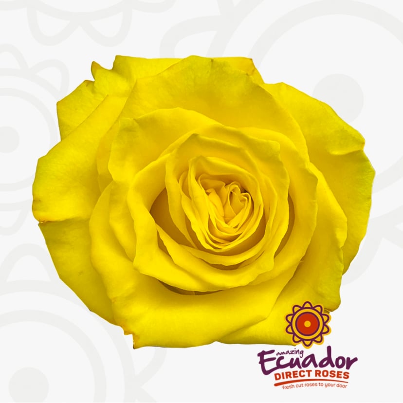 Single bright yellow long stem roses meaning joy. Buy wholesale roses 100 count, apricot rose shawl color, peach rose jam hues, lavender roses alternatives.