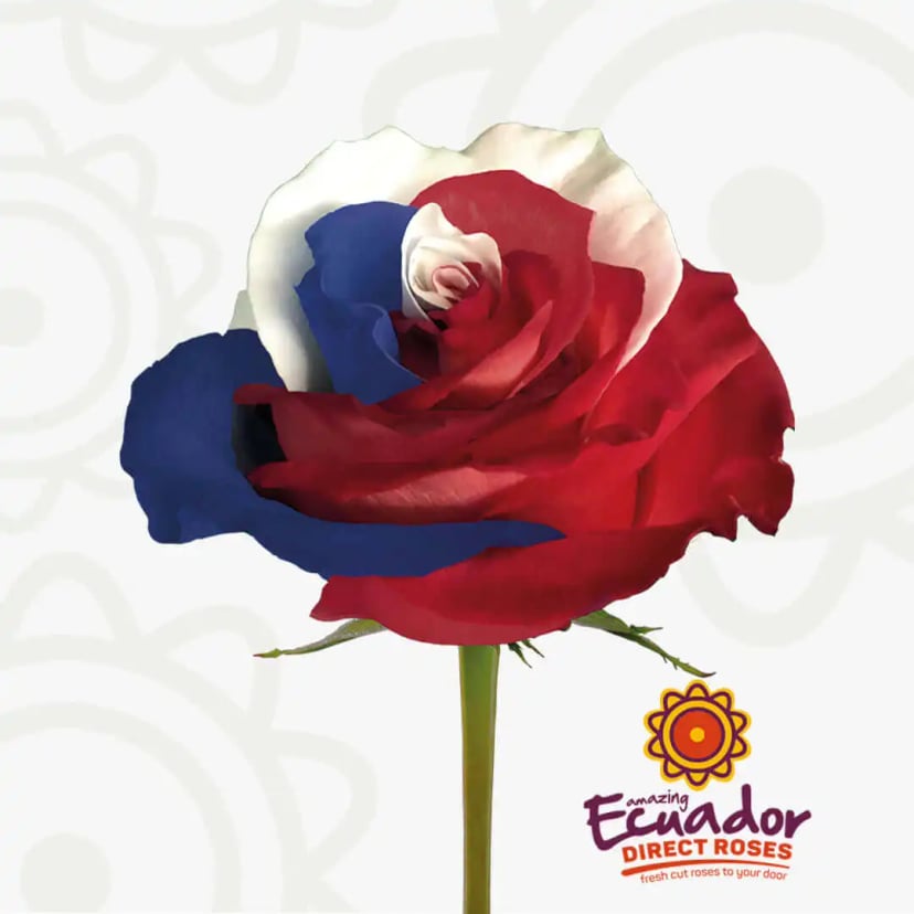 p4th-of-july-tinted-rose-blue-white-red-color-EDR-1