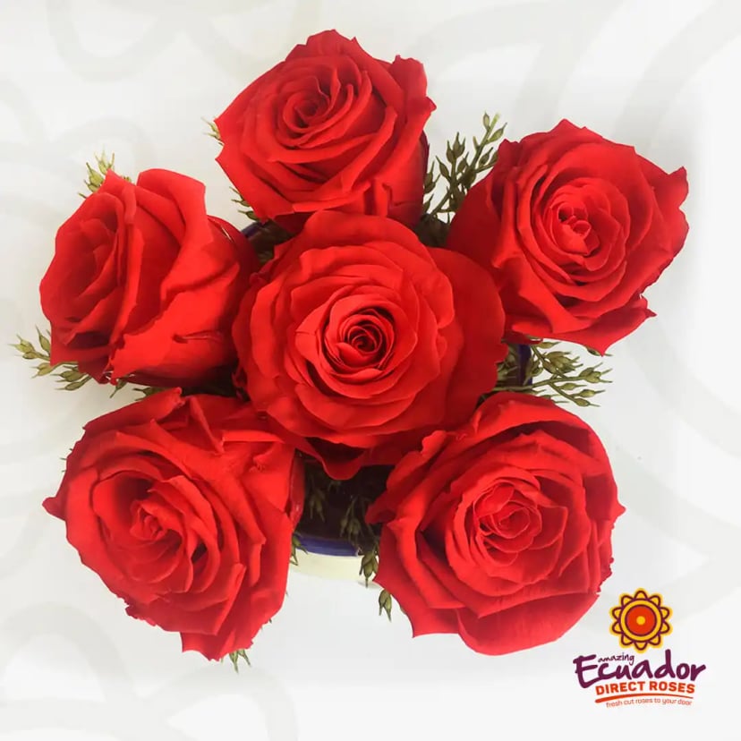 six-pack-preserved-rose-box-EDR