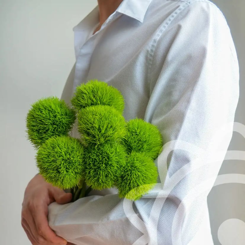 dianthus-green-balls-flowers-front-page-products-EDR-2023