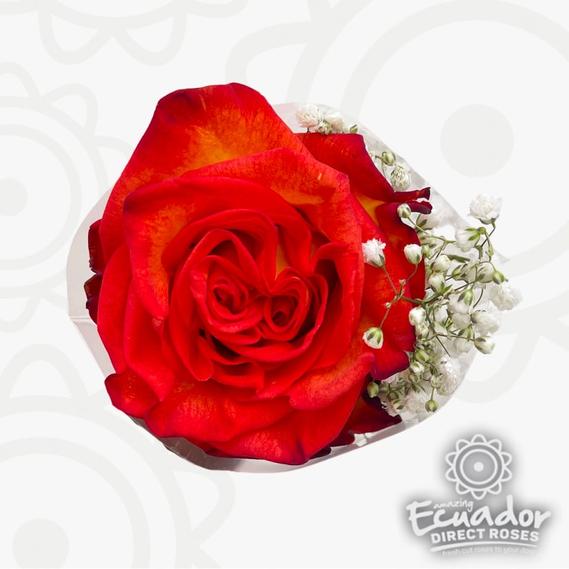 Single orange-red Ecuadorian roses wholesale in flower arrangement holder, ideal as flowers for new mom and baby girl, dozen roses song, light pink bulk.