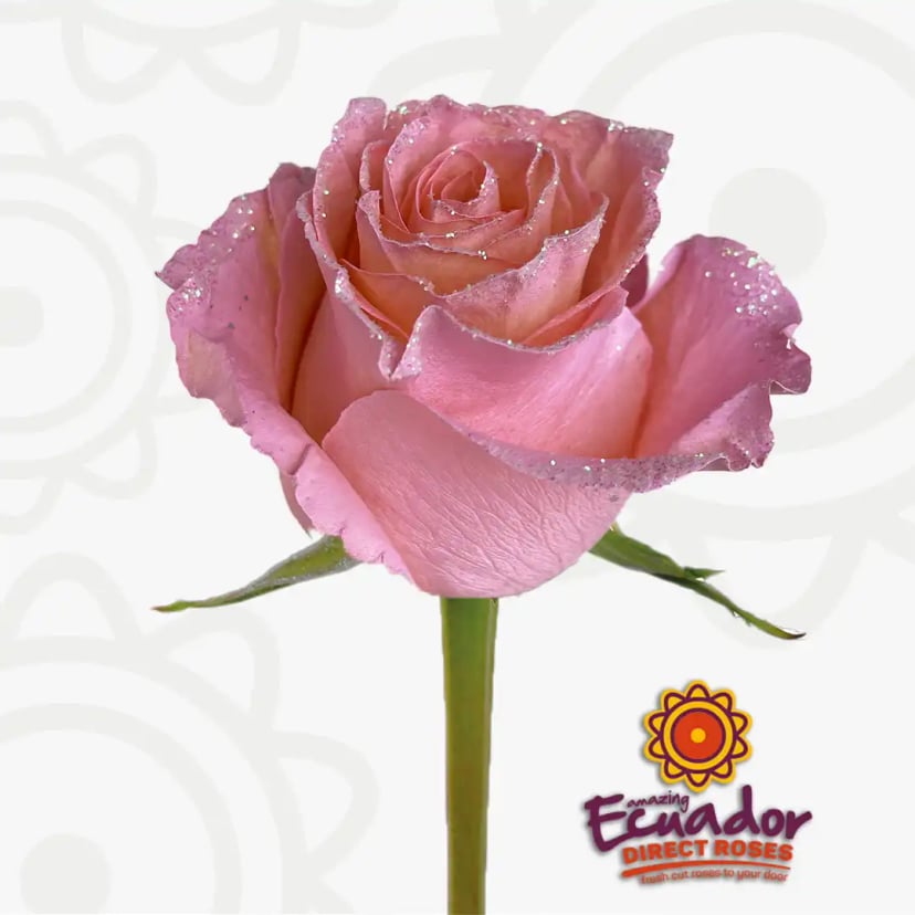 One exquisite Silvered Rose Serenade bloom, displaying pink petals accented with silver glitter, freshly cut from Ecuador Direct Flowers.