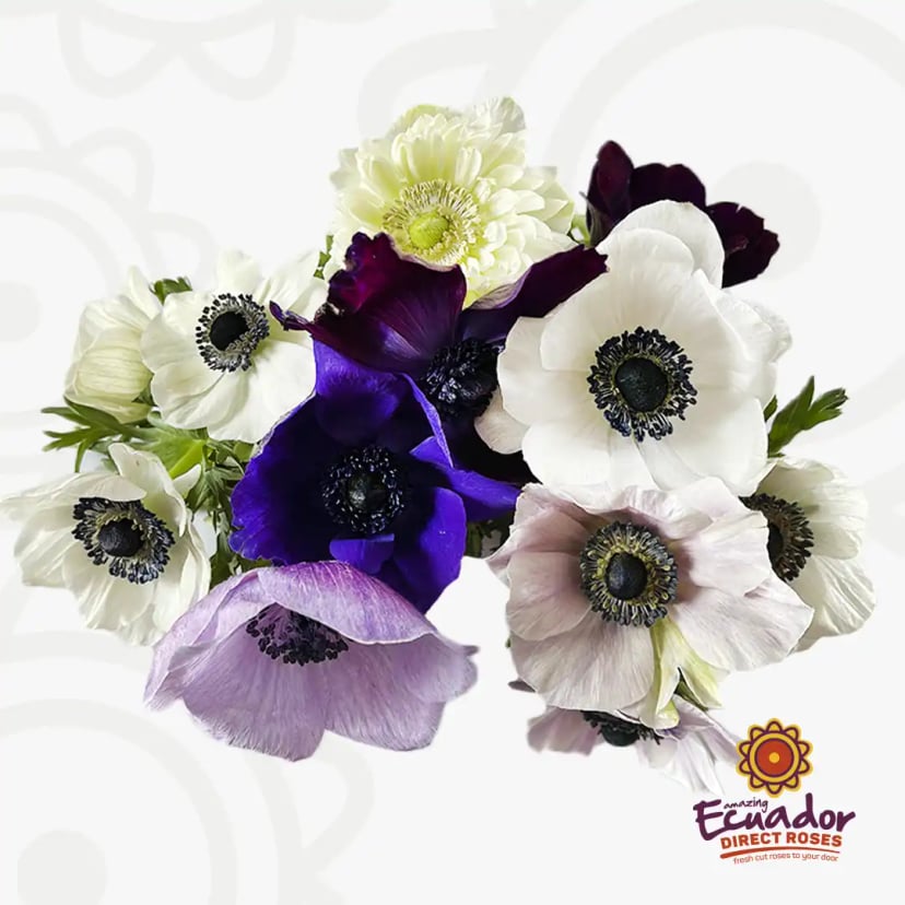Anemones