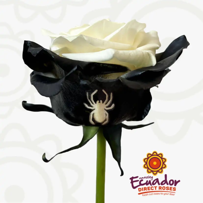 Single stem of a Black spider tinted rose from Ecuador Direct Flowers, showcasing black outer petals with a white spider design and white inner petals.