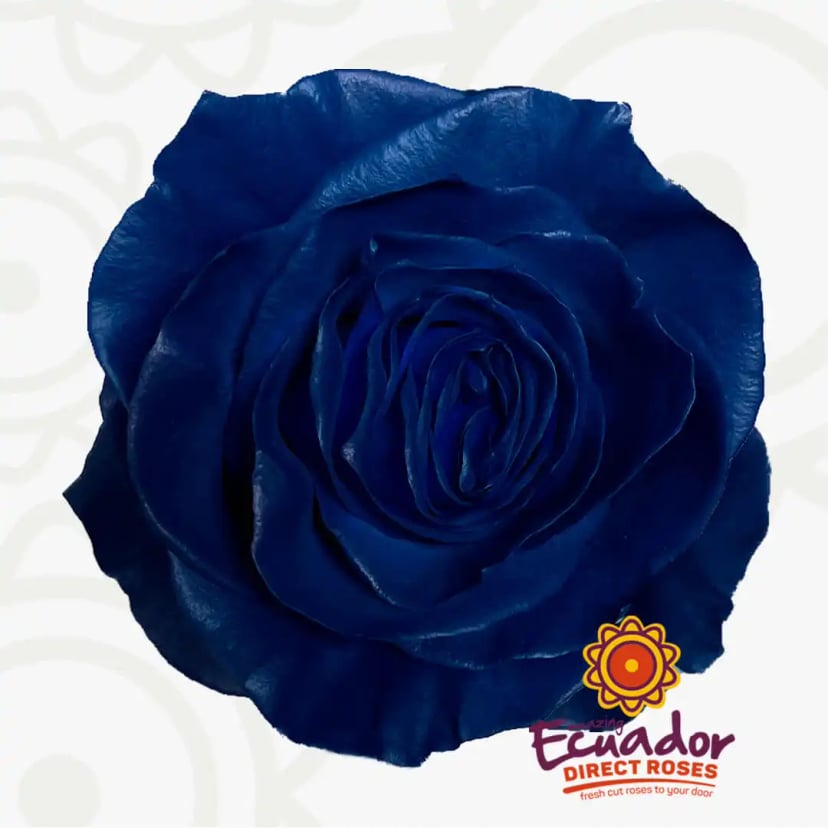 navy-blue-tinted-rose-blue-color-EDR-1