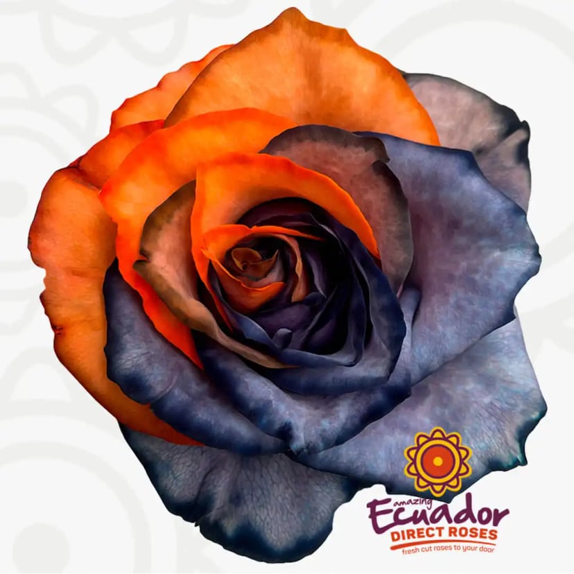 halloween-rose-tinted-rose-orange-black-color-EDR-1