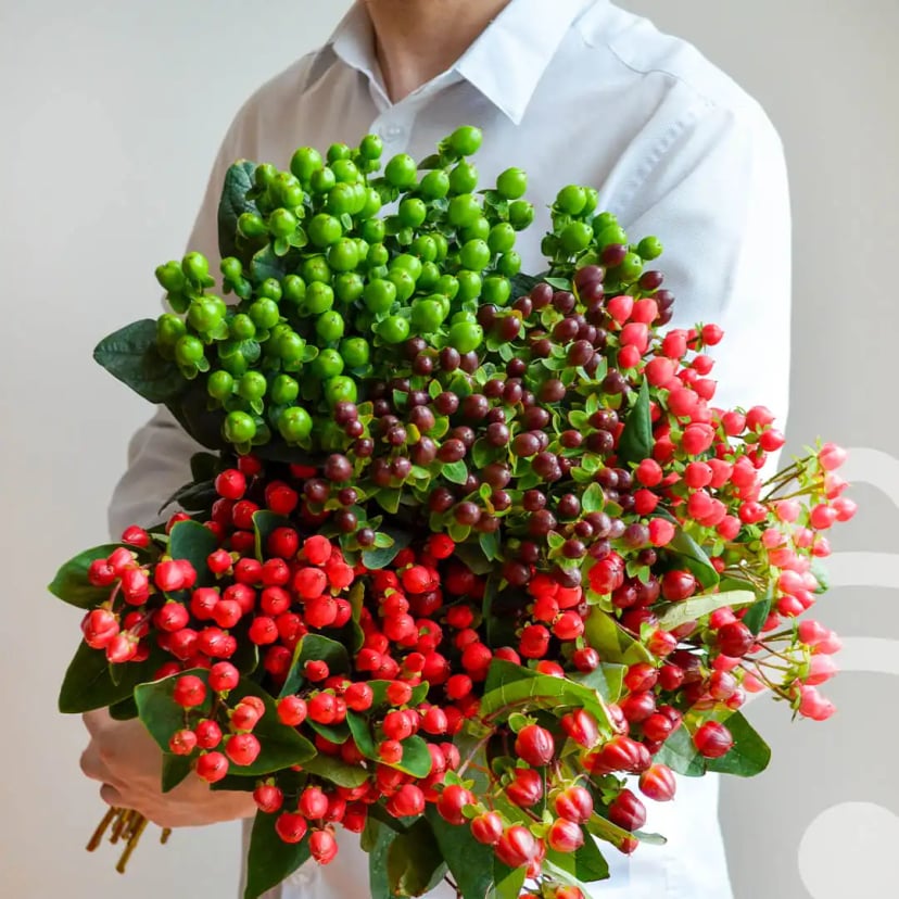 Hypericum Berry