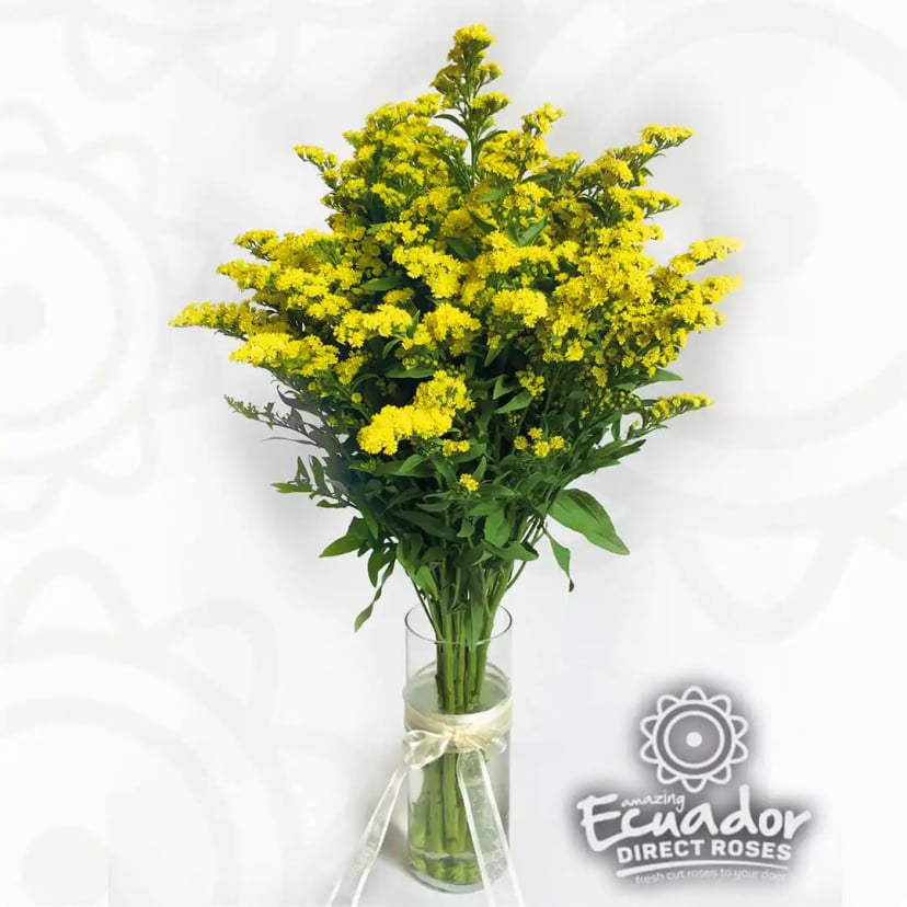 Solidago Golden Glory