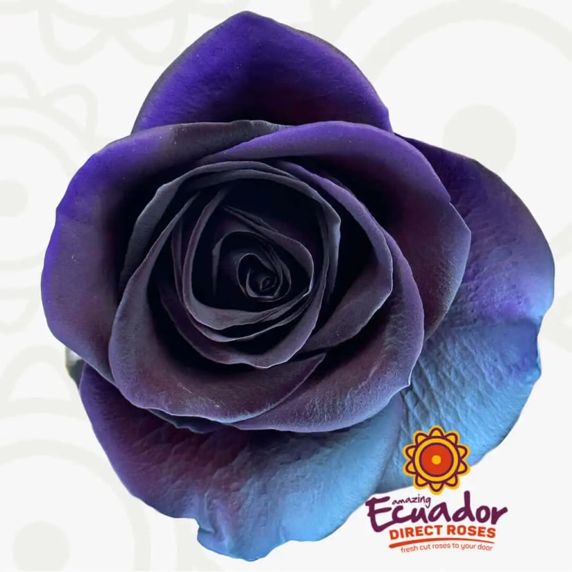 cosmic-blue-tinted-rose-black-purple-blue-color-EDR-1