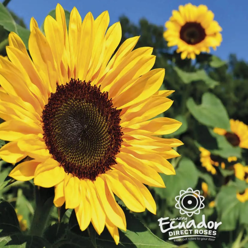 Single big Sunflower stem, Direct farm shipment in 5 to 6 days.
