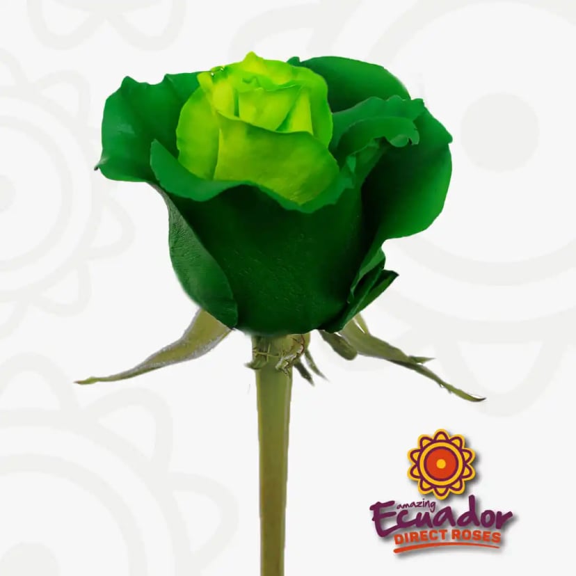 Single Kelly green tinted rose dark green lime green color bud from EDR farms, hand-picked for freshness.