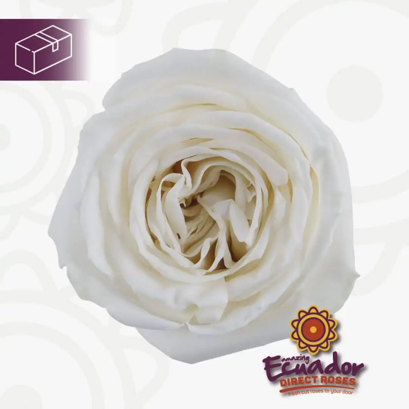 Single Playa Blanca rose bud from EDR farms, hand-picked for freshness.