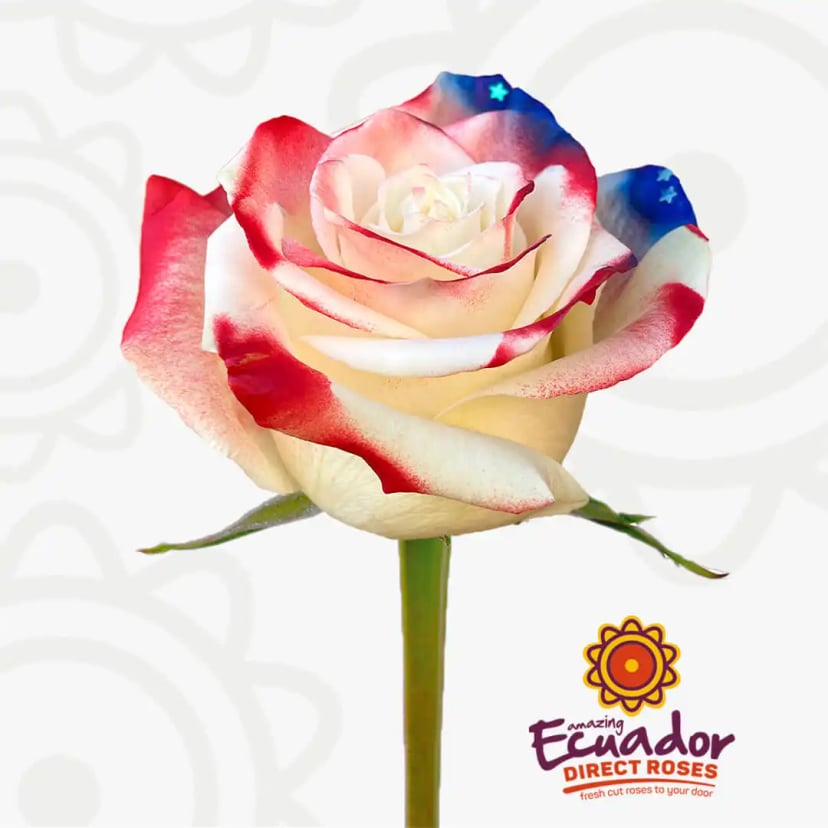 flag-star-tinted-rose-red-blue-white-color-EDR-1