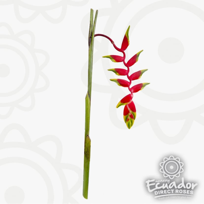 Heliconia Rostrata