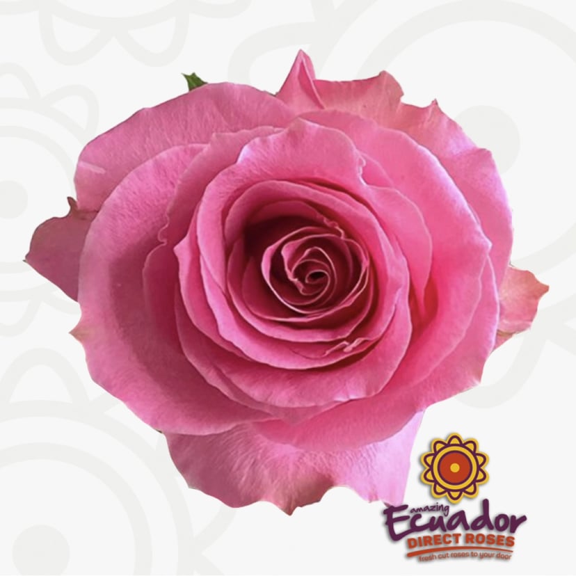 Single pink roses with green leaves. Beautiful apricot rose varieties like coral roses internacional. Where to buy David Austin roses online, lavender oil.