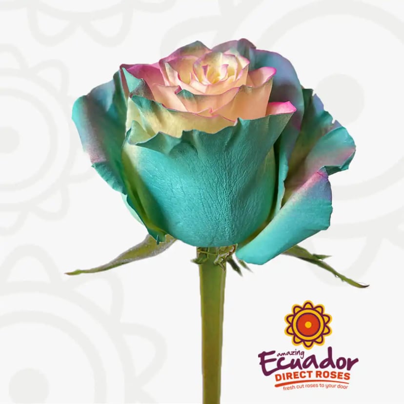 celestial-tinted-rose-white-turquoise-minty-purple-pink-color-EDR-1