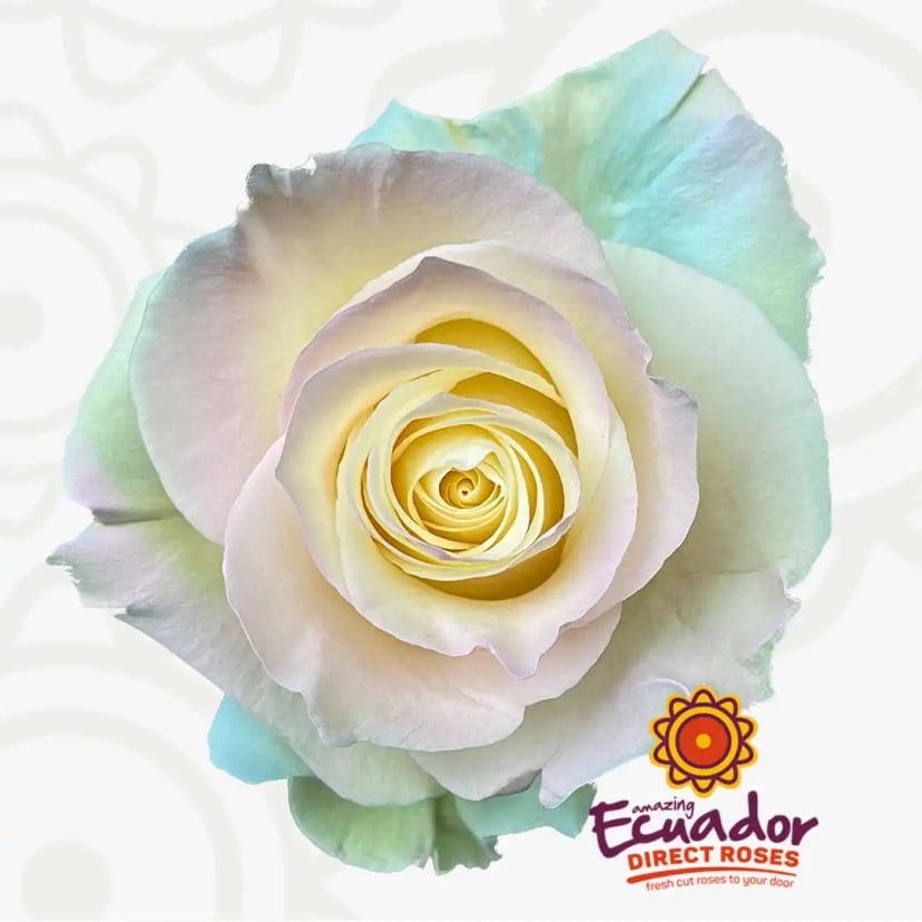 unicorn-charm-tinted-rose-white-lavender-blue-color-EDR-1