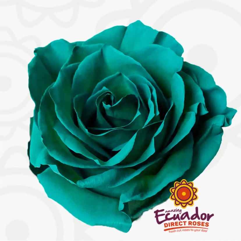 teal-rose-tinted-rose-EDR-1