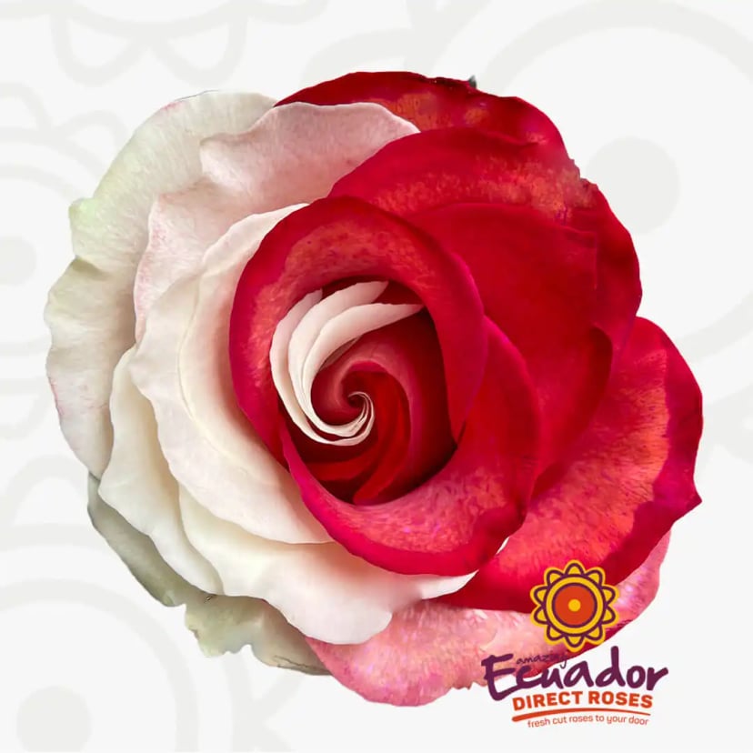 love-mist-tinted-rose-white-red-color-EDR-1