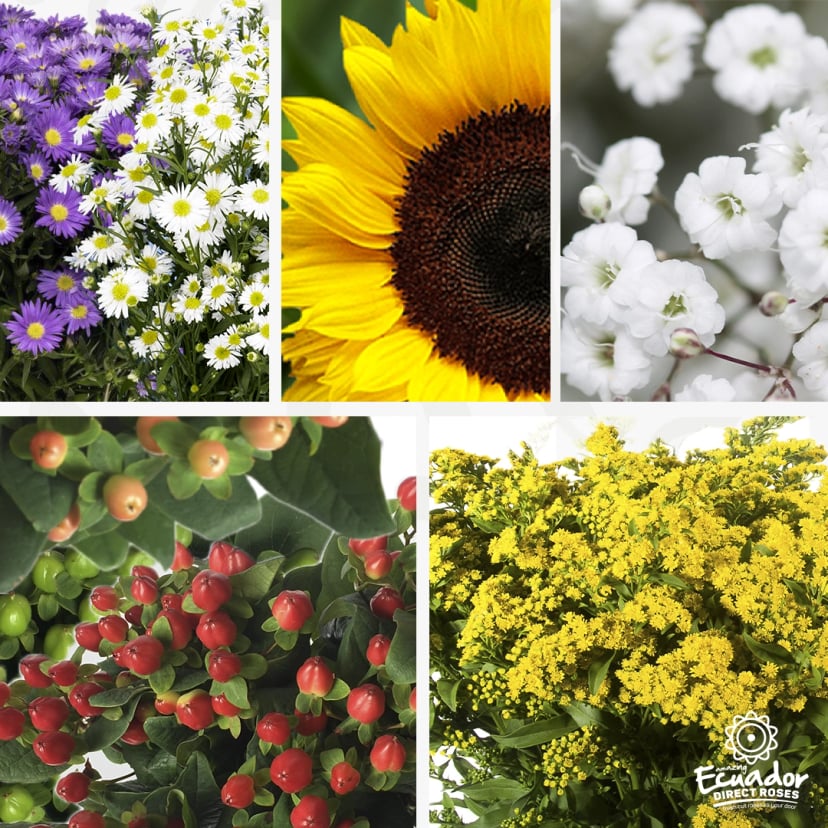Piango - Flower Party Mix Box-2024