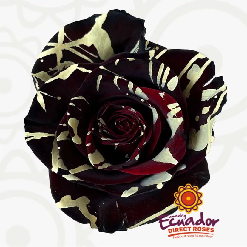 dracula-fang-tinted-rose-black-color-EDR-1