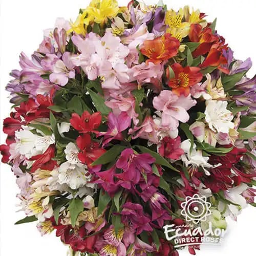 Alstroemerias