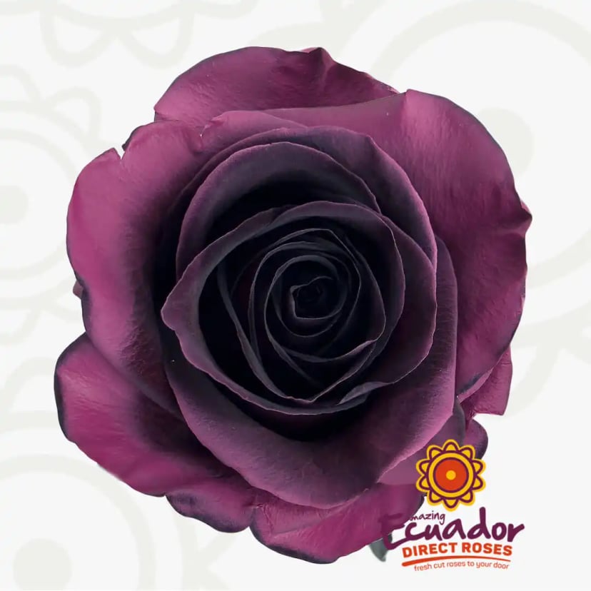 prune-amethyst-tinted-rose-black-color-EDR-1