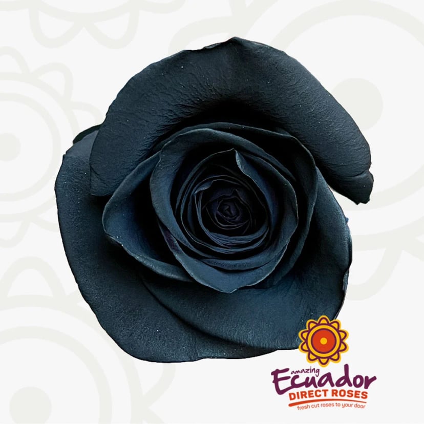 Single black Ecuador rose bloom. Send roses online USA for mother's day flowers by post or lavender rose home. Perfect mother's day flowers new.