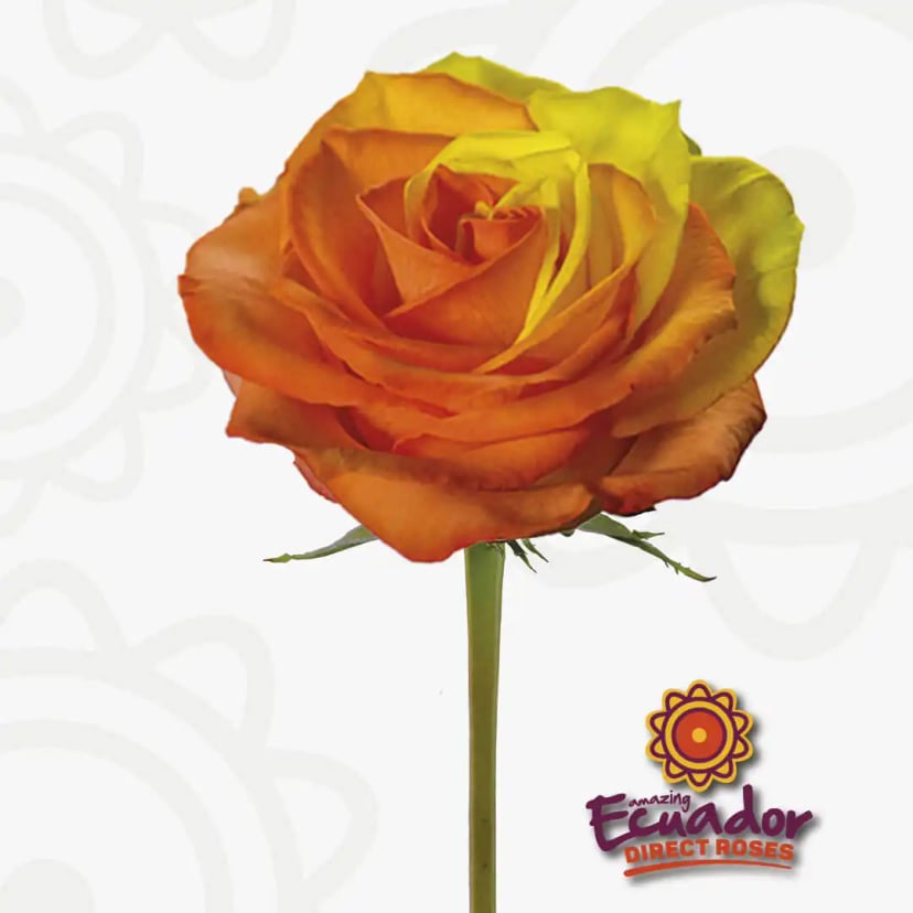 Single Happy Glamour Tinted Rose Yellow-Orange Color stem, hand-picked for freshness.
