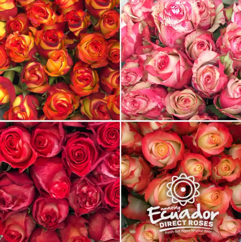 A stunning presentation of Bicolor mix box roses, crafted by Ecuador Direct Flowers, featuring a mix of pink, orange, and white hues that evoke the essence of nature's artistry, available for purchase onl