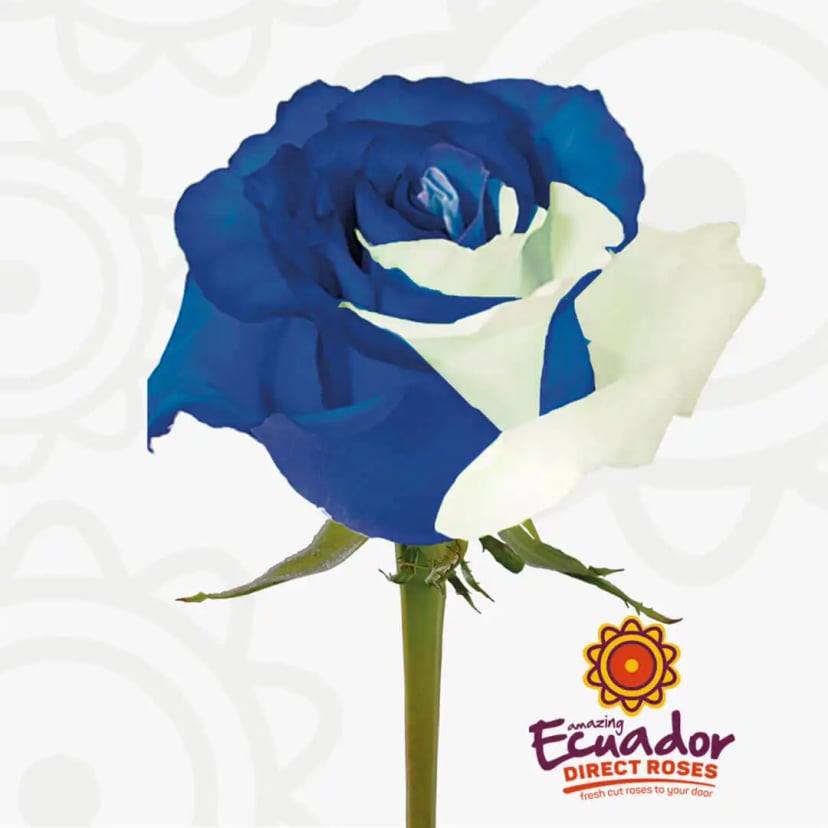 sky-tinted-rose-white-blue-color-EDR-1