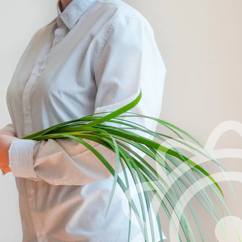 Lily Grass