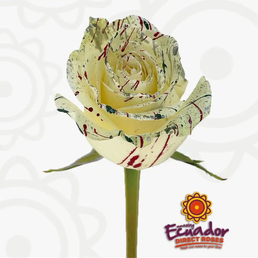 Single Paradise Glam flower by Ecuador Direct Flowers, a cream rose with vibrant red and green splatter patterns, freshly harvested.