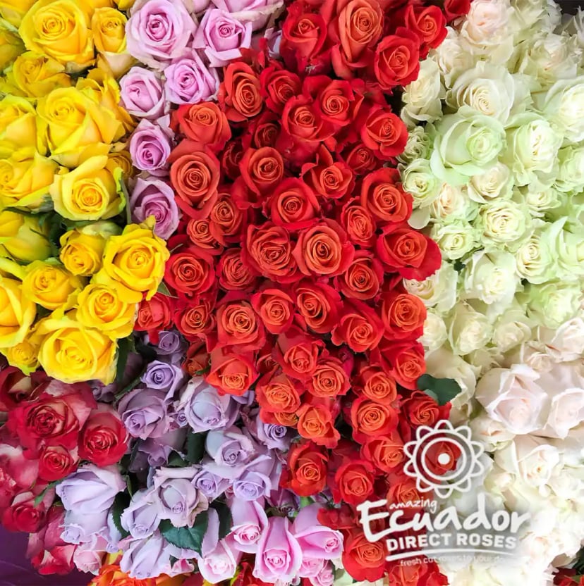 ROSES