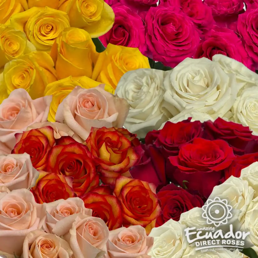 Display of Essential Mix Box from Ecuador Direct Flowers, showcasing a vibrant assortment of Multicolored fresh cut roses, available for direct delivery.