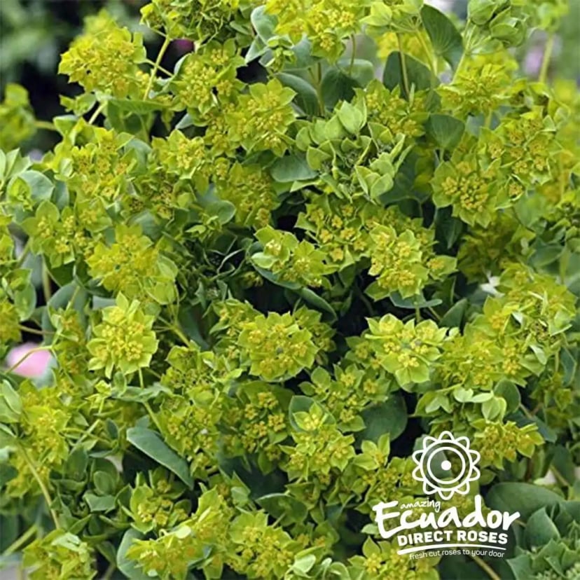 Bupleurum