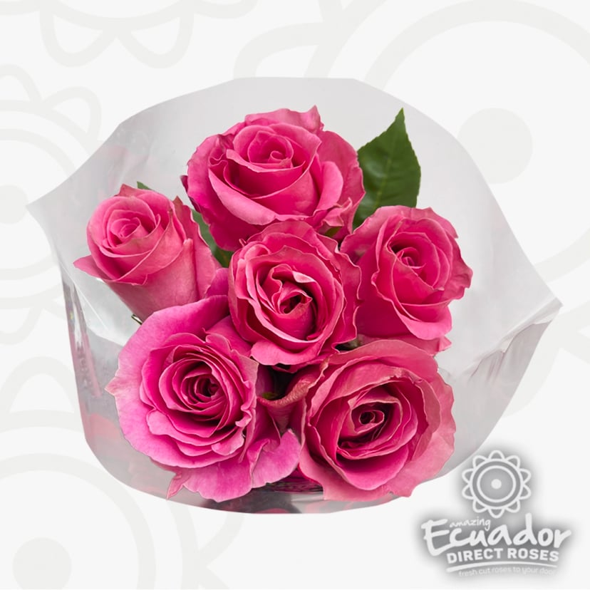 Fresh hot pink Ecuadorian rose bouquet for when you buy roses online order. Send roses USA with our rose delivery near me free shipping for 100 stems.