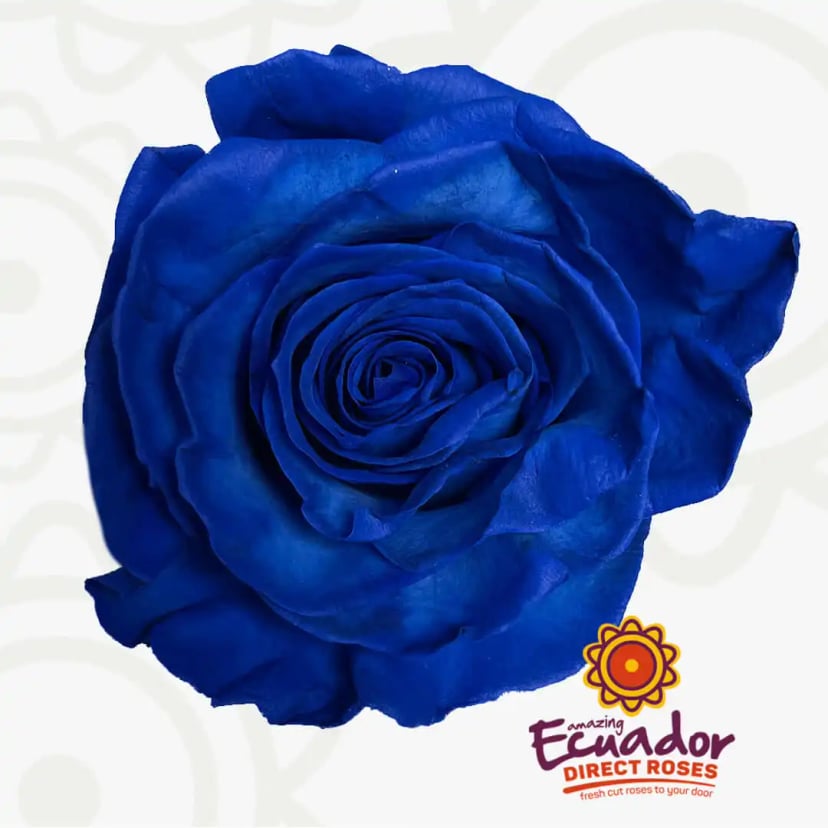Single blue Avatar rose from our EDR farms, hand-picked for freshness.