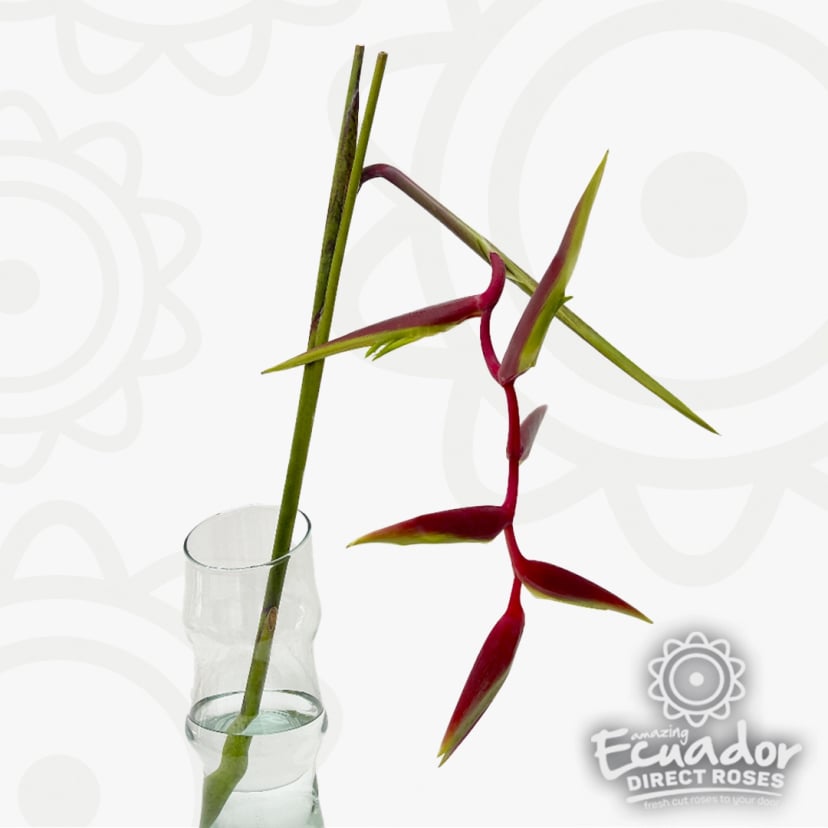 Heliconia Sexy Scarlet