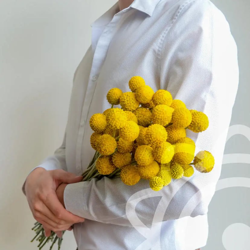 Vibrant yellow craspedia billy balls flowers from Ecuador Direct Flowers, available to shop online.