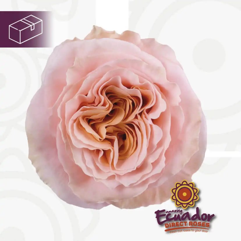 Solitary Shimmer rose light peach pink bloom, freshly cut from Ecuador Direct Flowers
