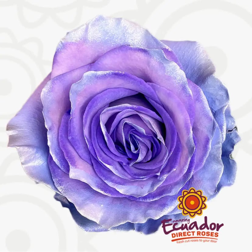 lavish-sapphire-tinted-rose-lavender-silver-metallic-color-EDR-1