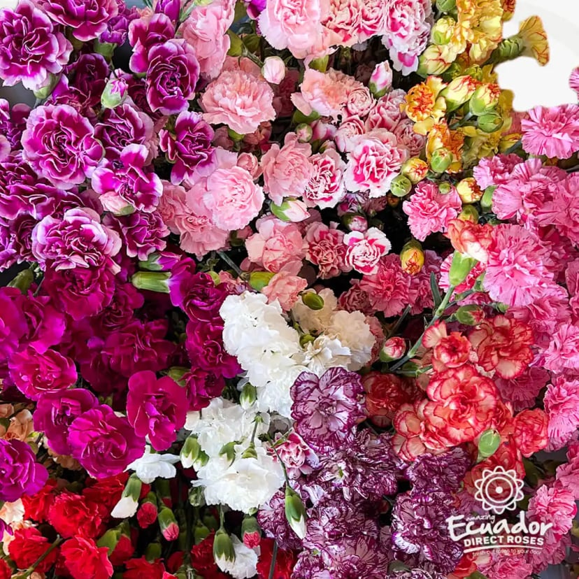 Mini Carnations