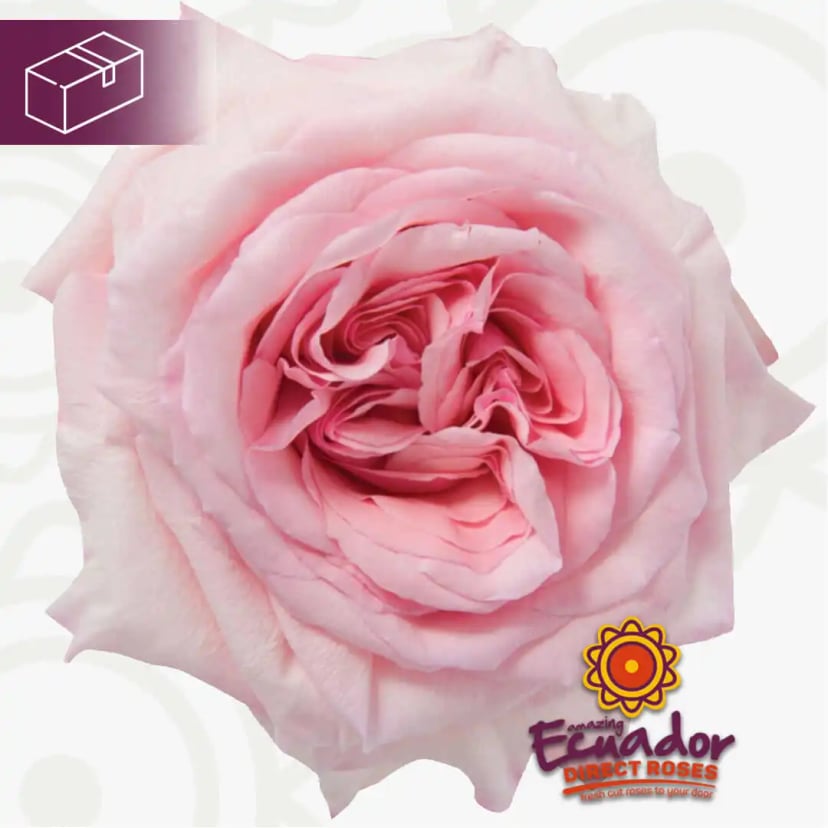 Single Pink ohara rose variety light pink color from EDR's Ecuador farm, hand-picked for optimal freshness.