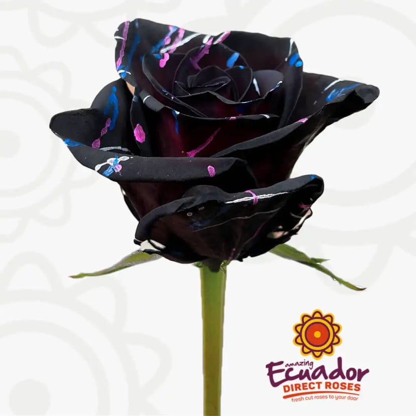 hollow-queen-tinted-rose-black-color-EDR-1