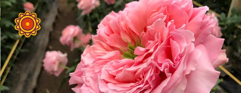 Single Dont be disappointed ecuadorian roses bud from EDR farms, hand-picked for freshness.
