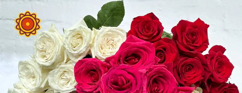 Display of vibrant white and red Roses, hand-picked from EDR farms for 5-6 day direct delivery.