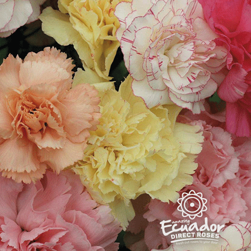 Standard Carnations