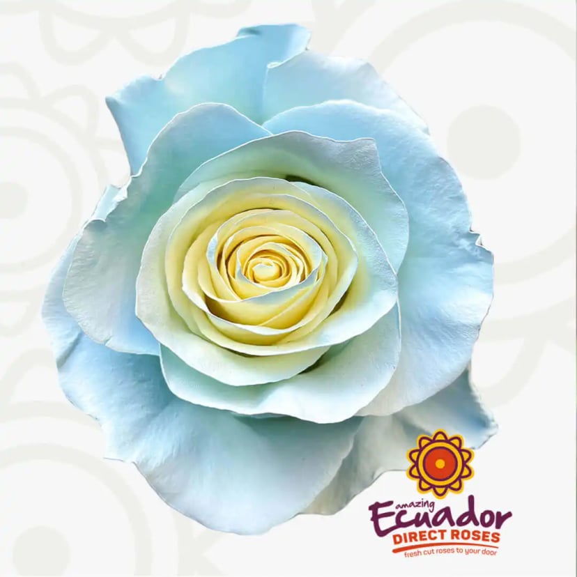 glimmer-pearl-tinted-rose-light-blue-color-EDR-1