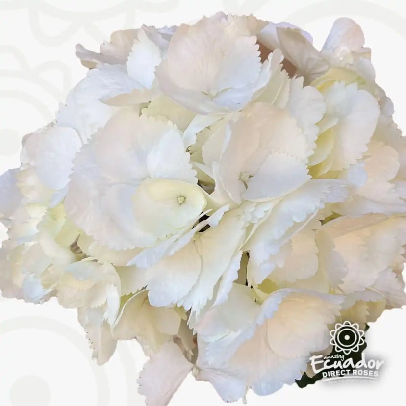 A beautiful individual Hydrangeas 70% white bloom, freshly cut at the peak of freshness from Ecuador Direct Flowers.